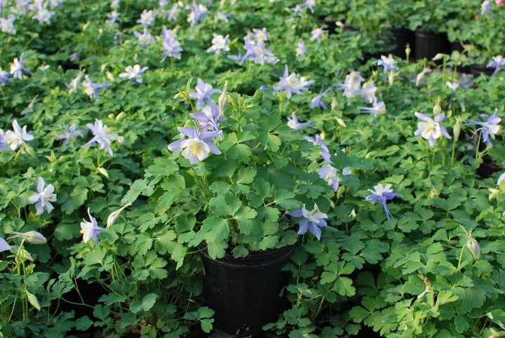 Aquilegia Kirigami™ Light Blue & White (Columbine)