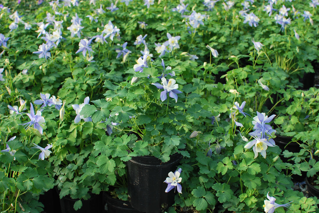 Aquilegia Kirigami™ Light Blue & White (Columbine)