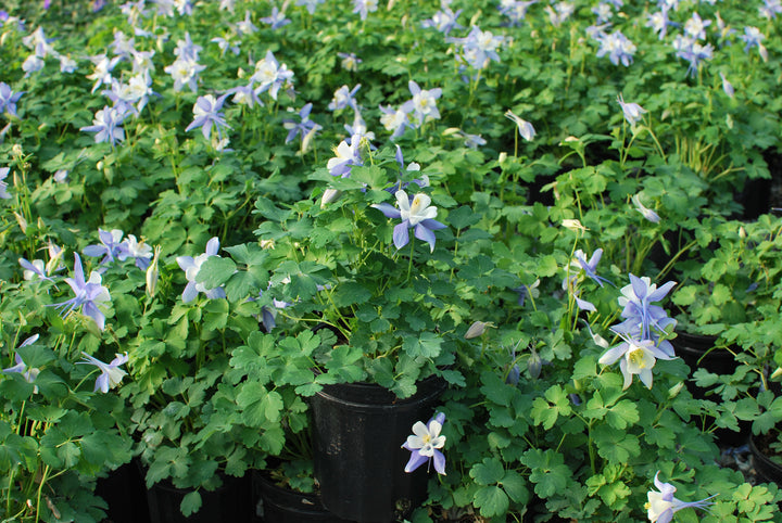 Aquilegia Kirigami™ Light Blue & White (Columbine)