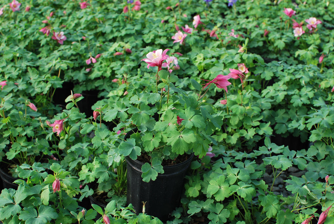 Aquilegia Kirigami™ Rose & Pink (Columbine)