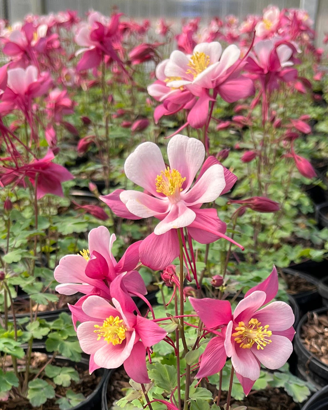 Aquilegia Kirigami™ Rose & Pink (Columbine)