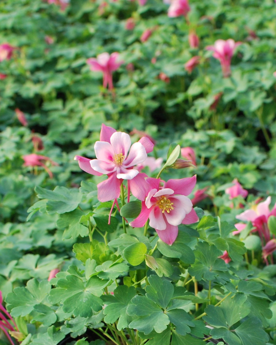 Aquilegia Kirigami™ Rose & Pink (Columbine)