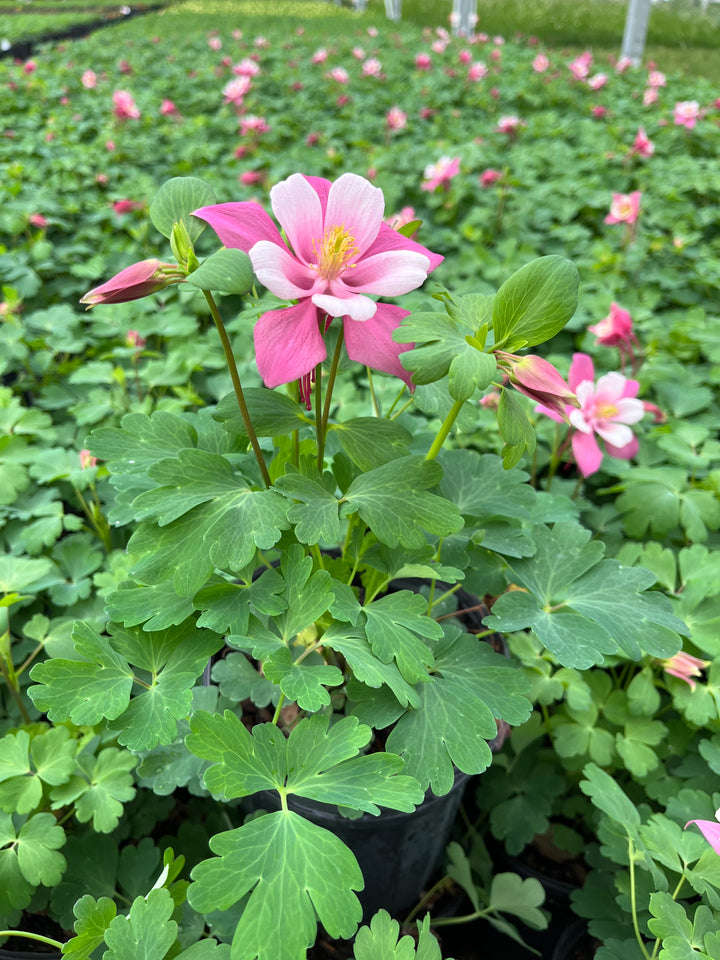 Aquilegia Kirigami™ Rose & Pink (Columbine)
