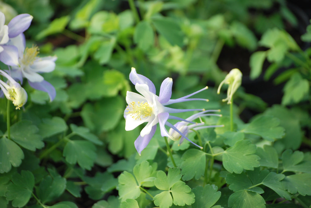 Aquilegia Kirigami™ Light Blue & White (Columbine)
