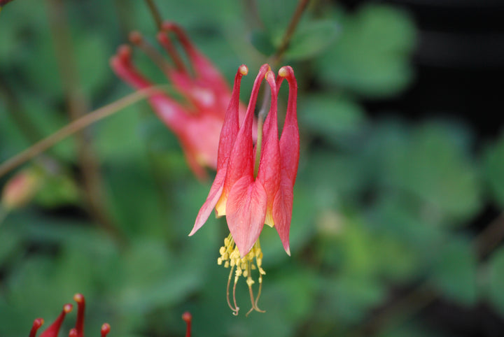 Aquilegia canadensis 'Little Lanterns' (Wild Columbine)
