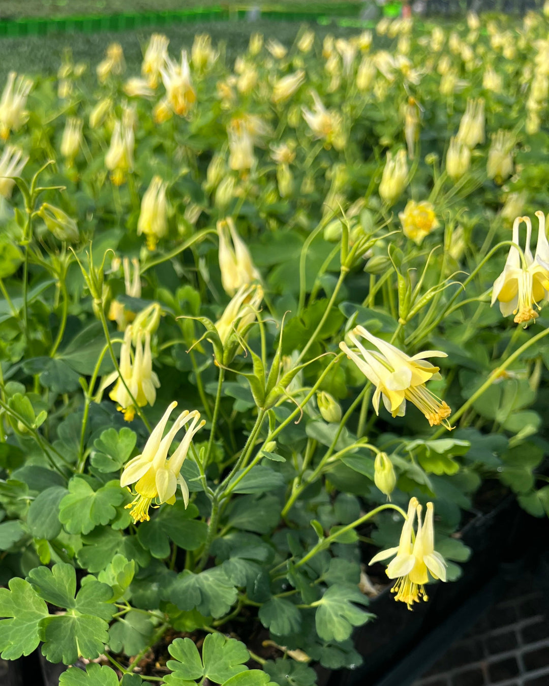 Aquilegia c. 'Corbett' (Wild Columbine)