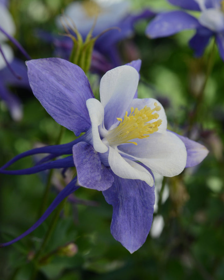 Aquilegia Earlybird™ Blue White (Columbine)
