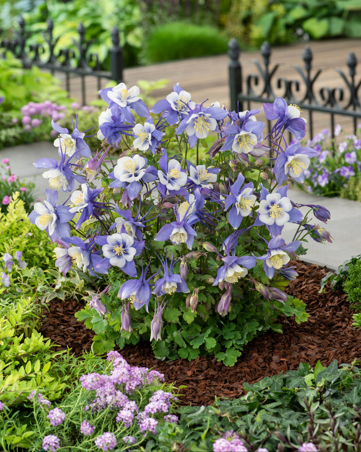 Aquilegia Earlybird™ Blue White (Columbine)