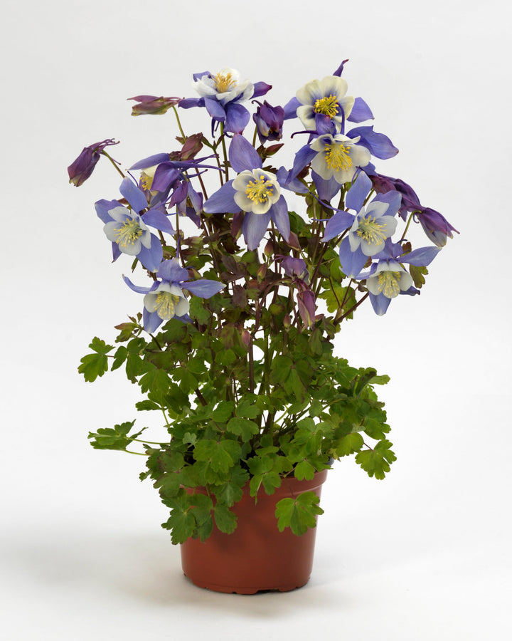Aquilegia Earlybird™ Blue White (Columbine)