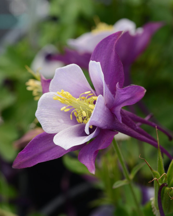 Aquilegia Earlybird™ Purple White (Columbine)