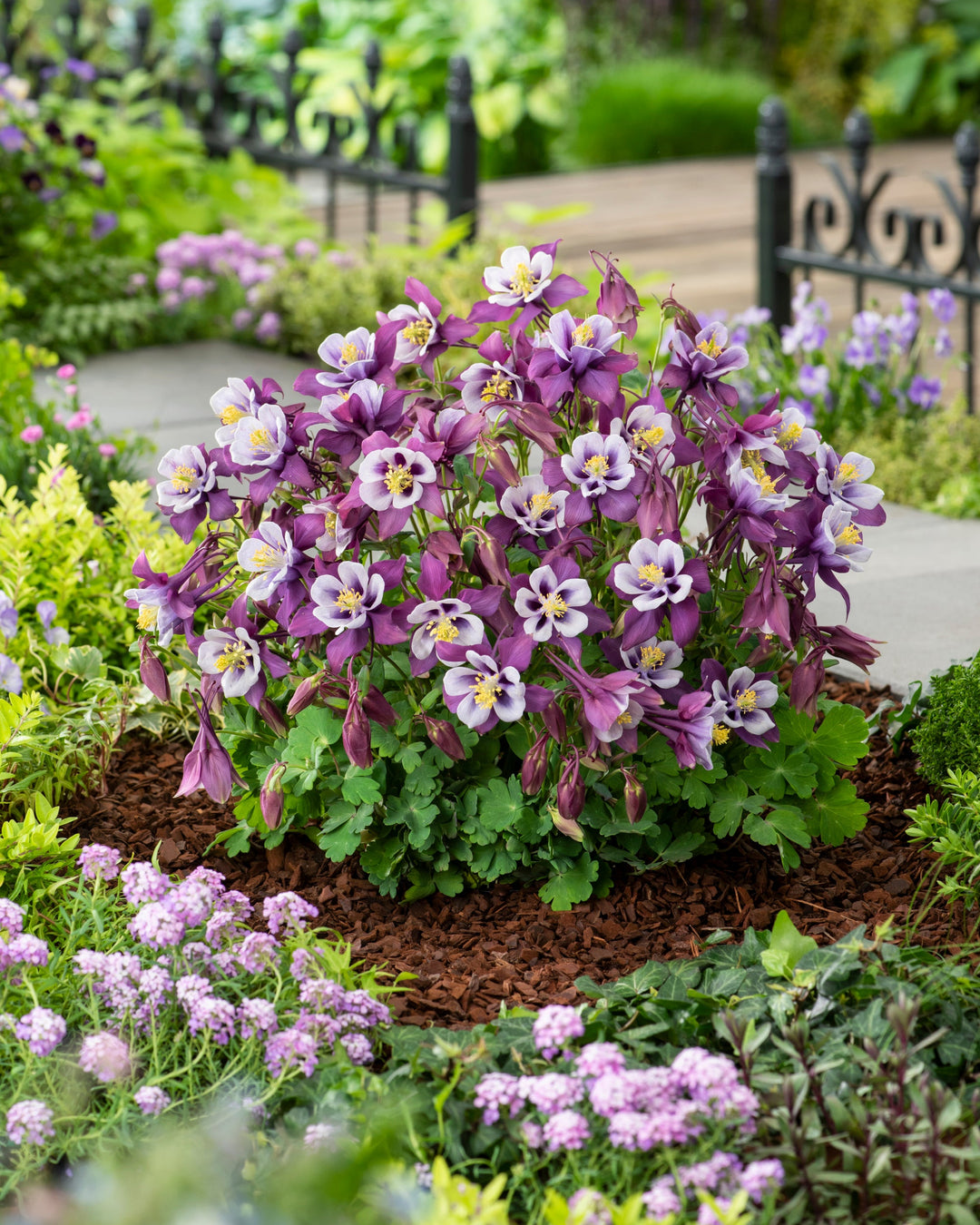 Aquilegia Earlybird™ Purple White (Columbine)