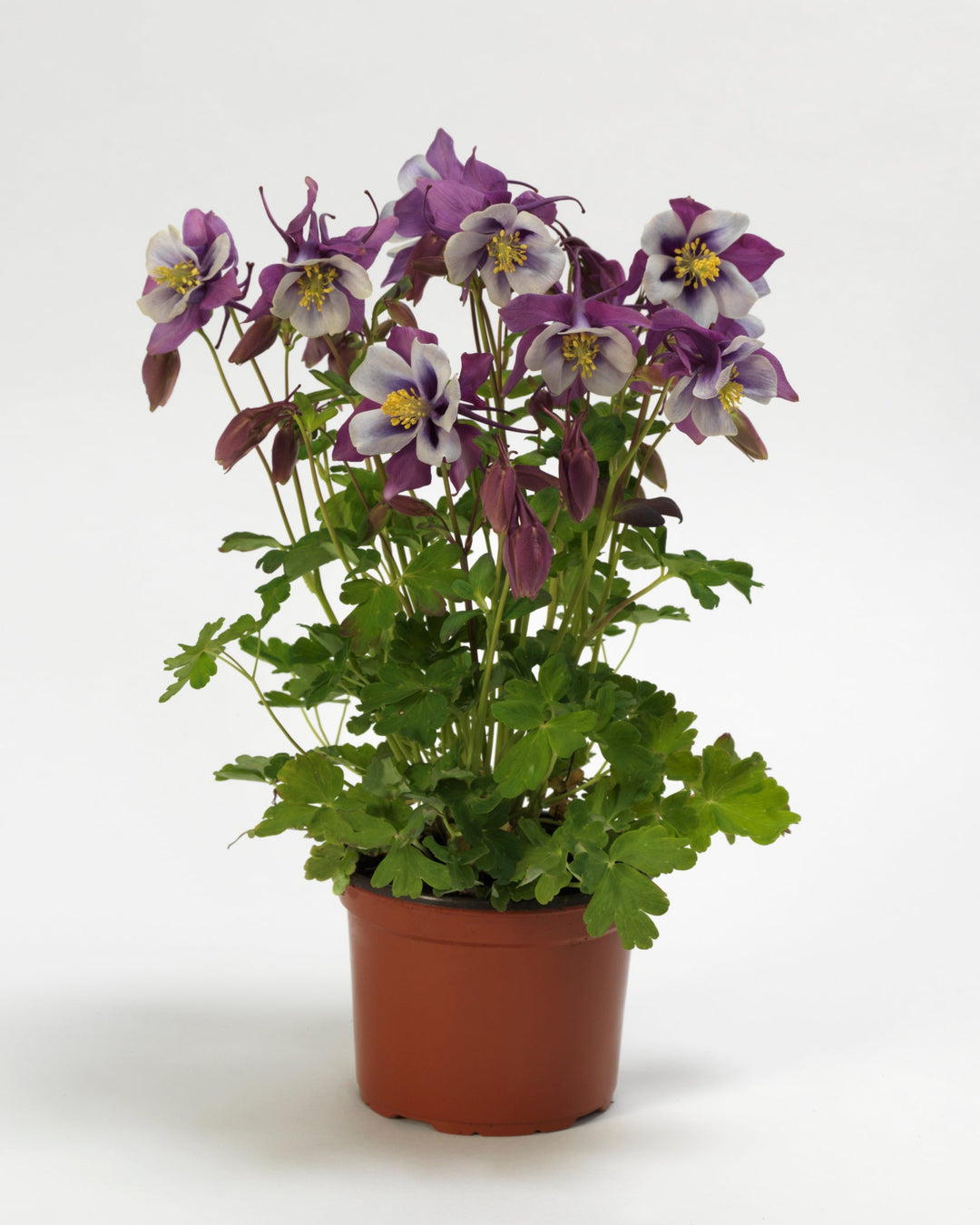Aquilegia Earlybird™ Purple White (Columbine)
