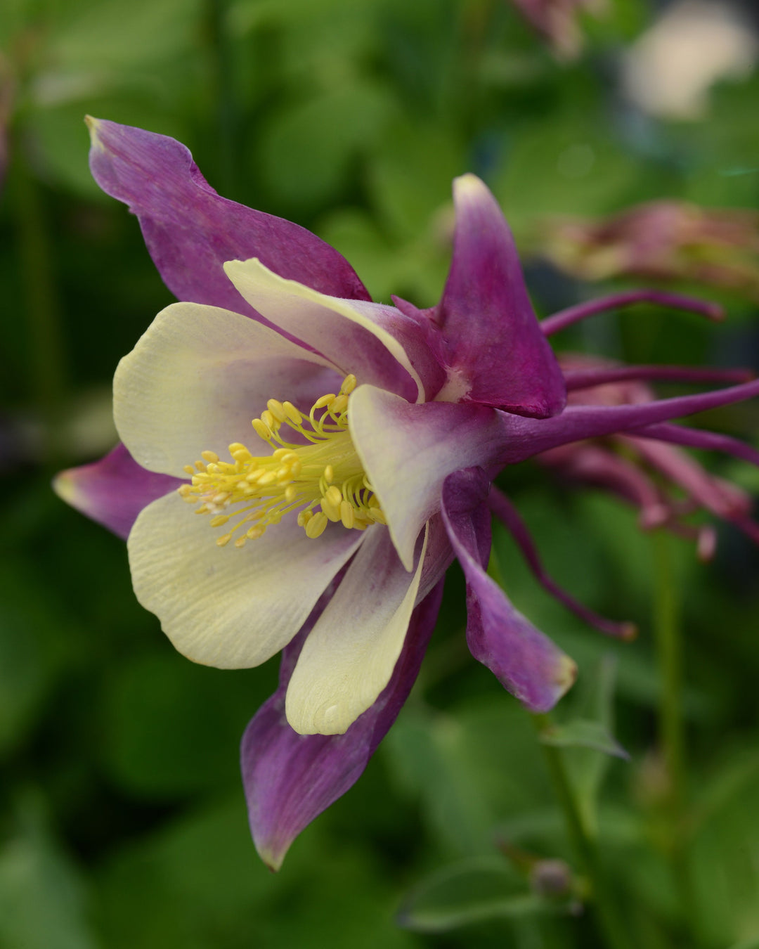 Aquilegia Earlybird™ Purple Yellow (Columbine)