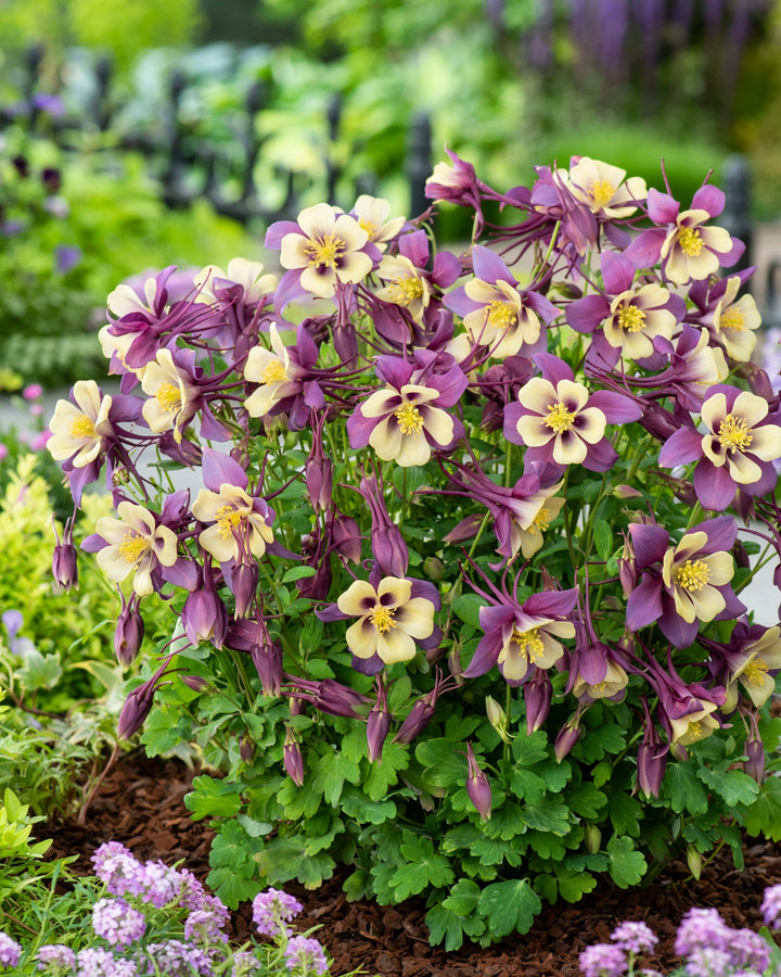 Aquilegia Earlybird™ Purple Yellow (Columbine)
