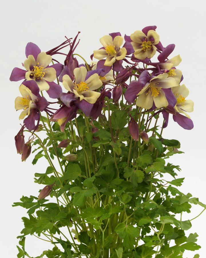Aquilegia Earlybird™ Purple Yellow (Columbine)