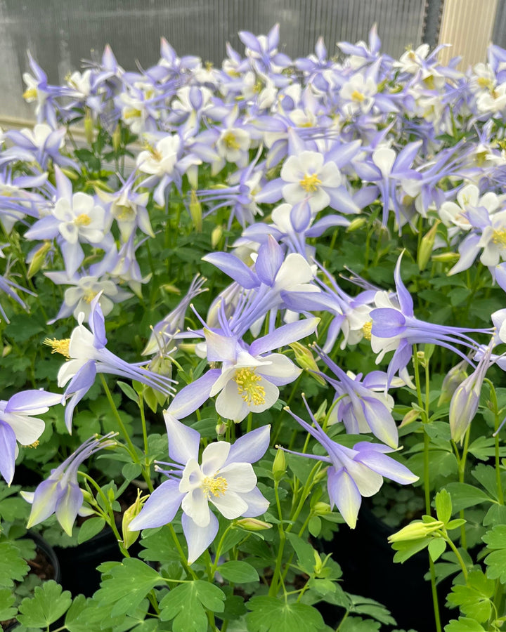 Aquilegia Kirigami™ Light Blue & White (Columbine)