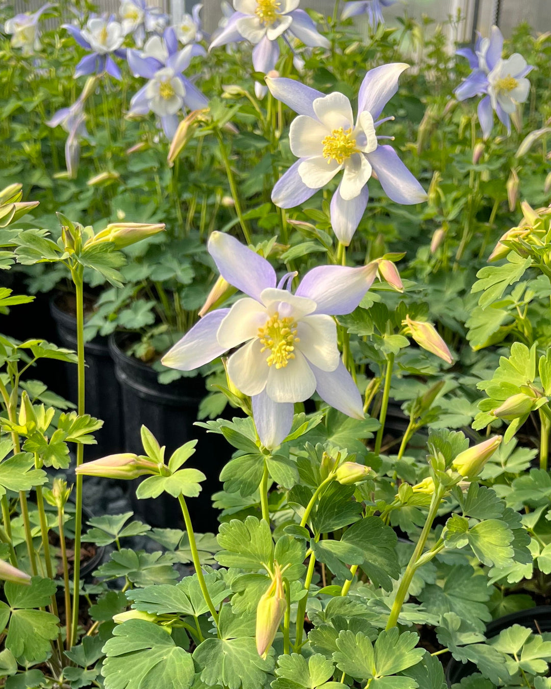 Aquilegia Kirigami™ Light Blue & White (Columbine)
