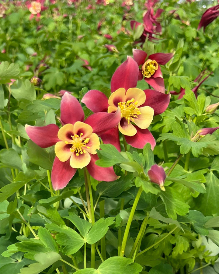 Aquilegia Earlybird™ Red Yellow (Columbine)