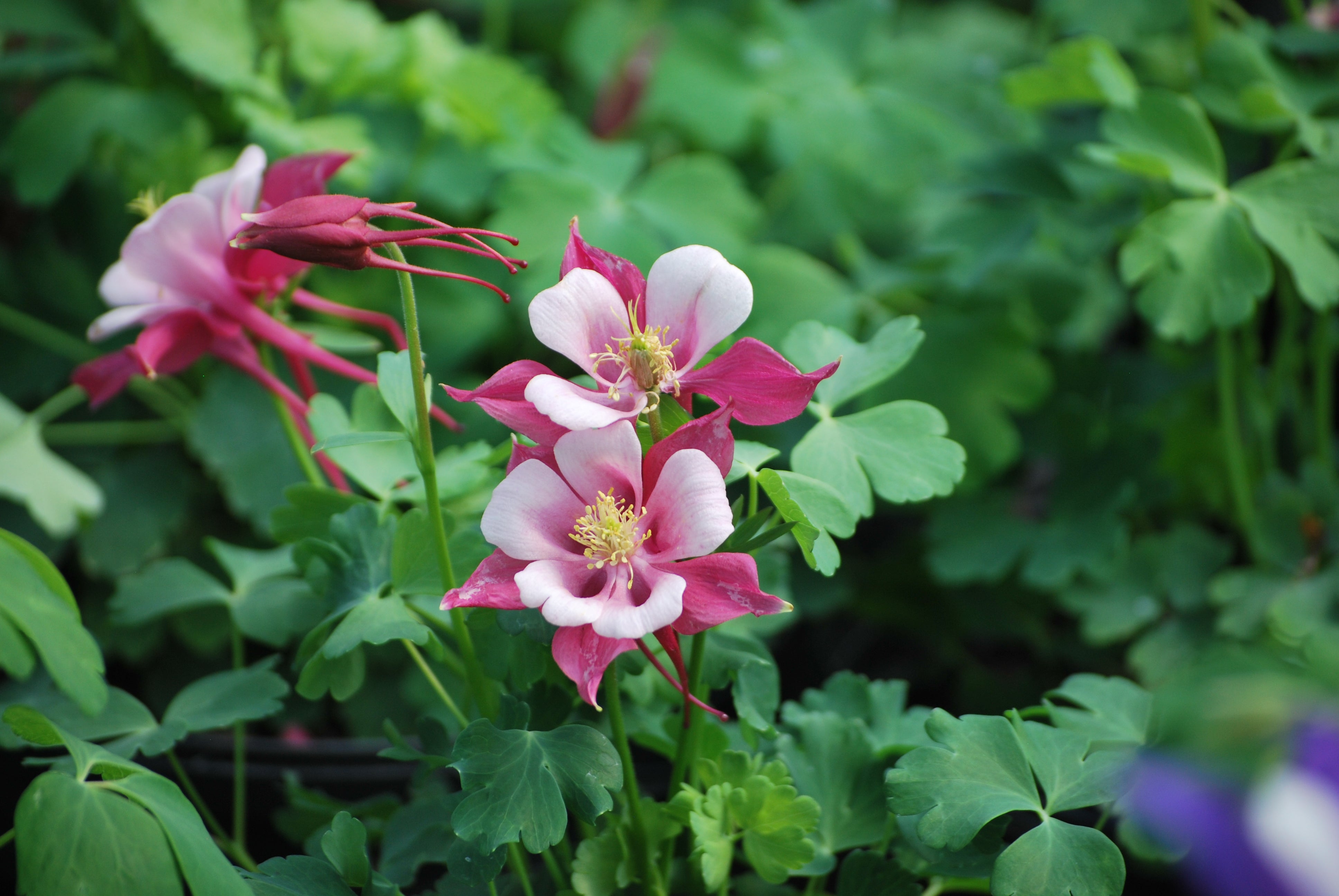 Aquilegia Kirigami™ Rose & Pink (Columbine) – Perennial Farm