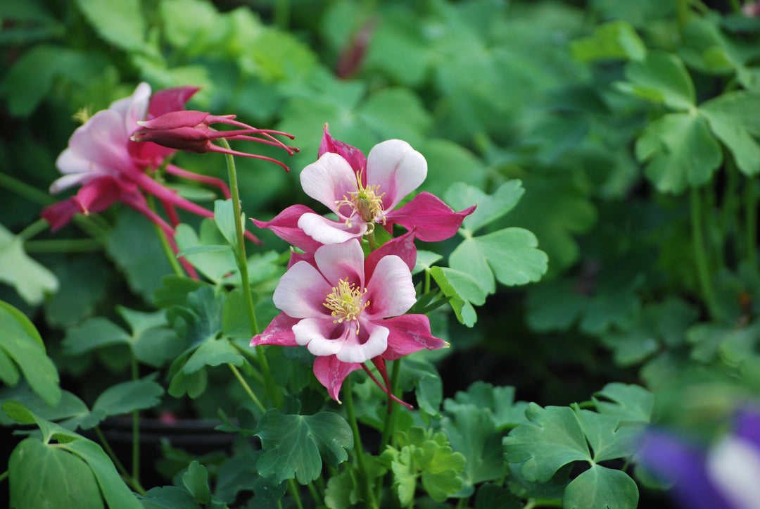 Aquilegia Kirigami™ Rose & Pink (Columbine)
