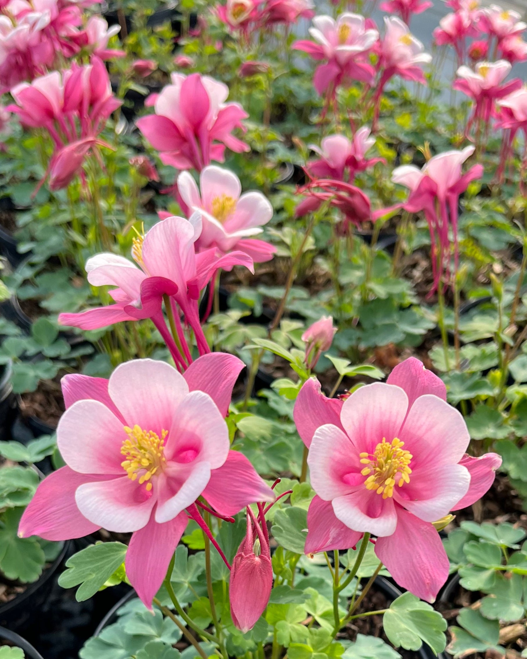 Aquilegia Kirigami™ Rose & Pink (Columbine) – Perennial Farm