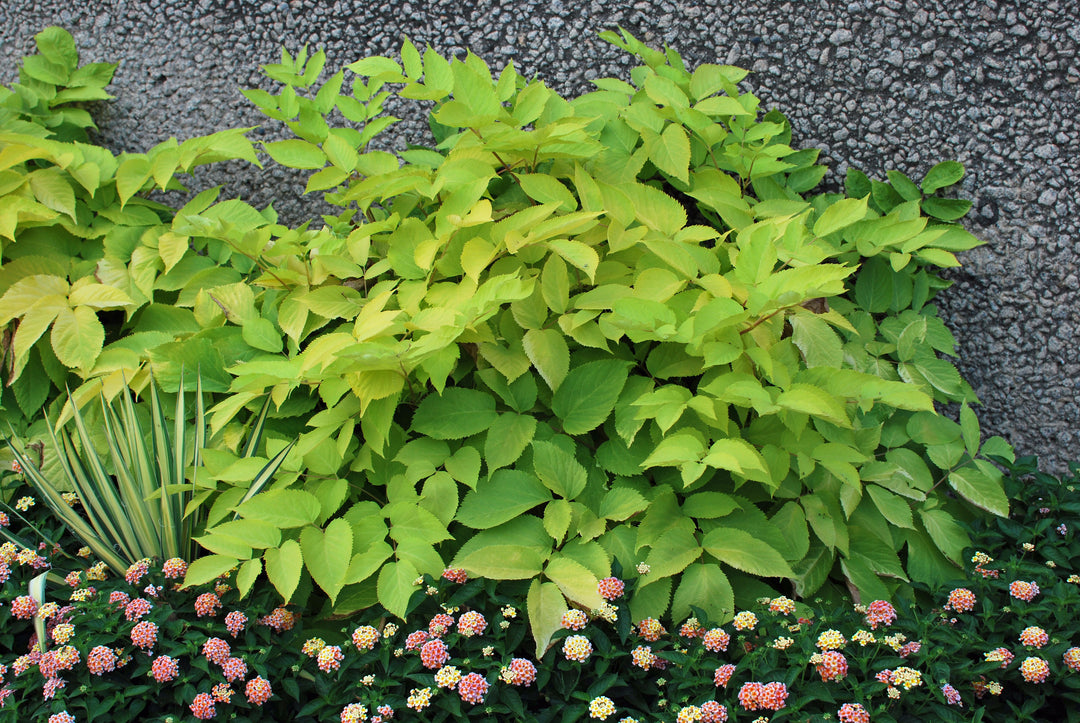 Aralia cordata 'Sun King' (Japanese Spikenard)