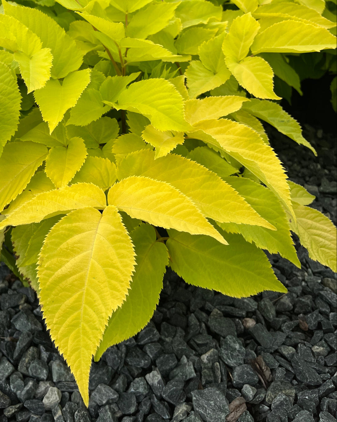 Aralia cordata 'Sun King' (Japanese Spikenard)