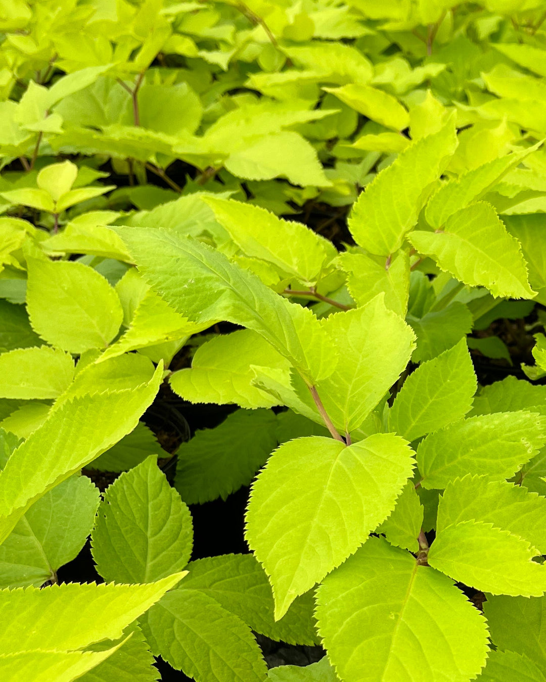 Aralia cordata 'Sun King' (Japanese Spikenard)