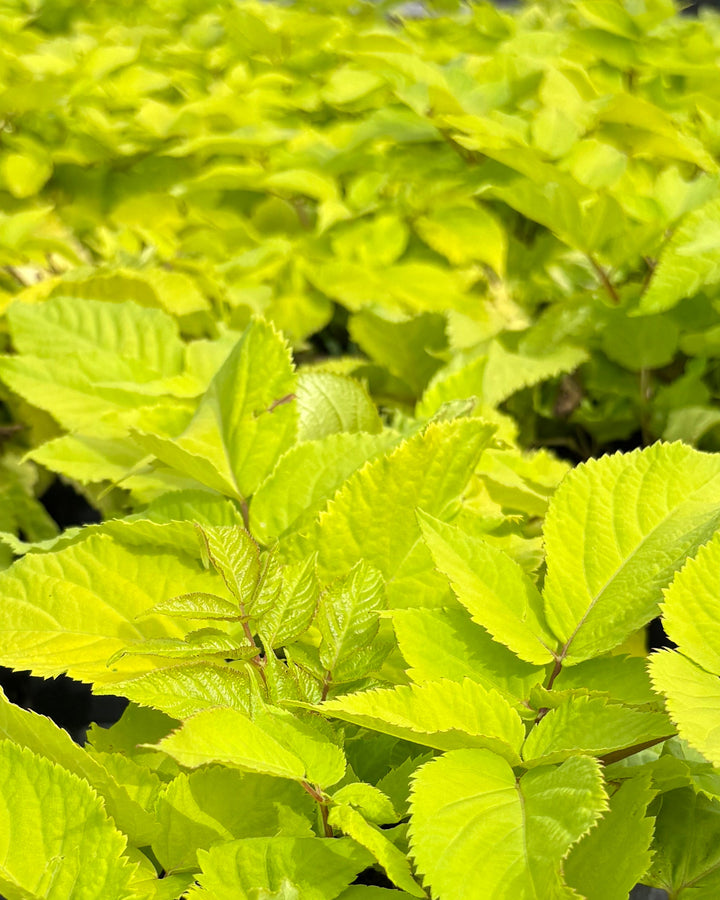 Aralia cordata 'Sun King' (Japanese Spikenard)