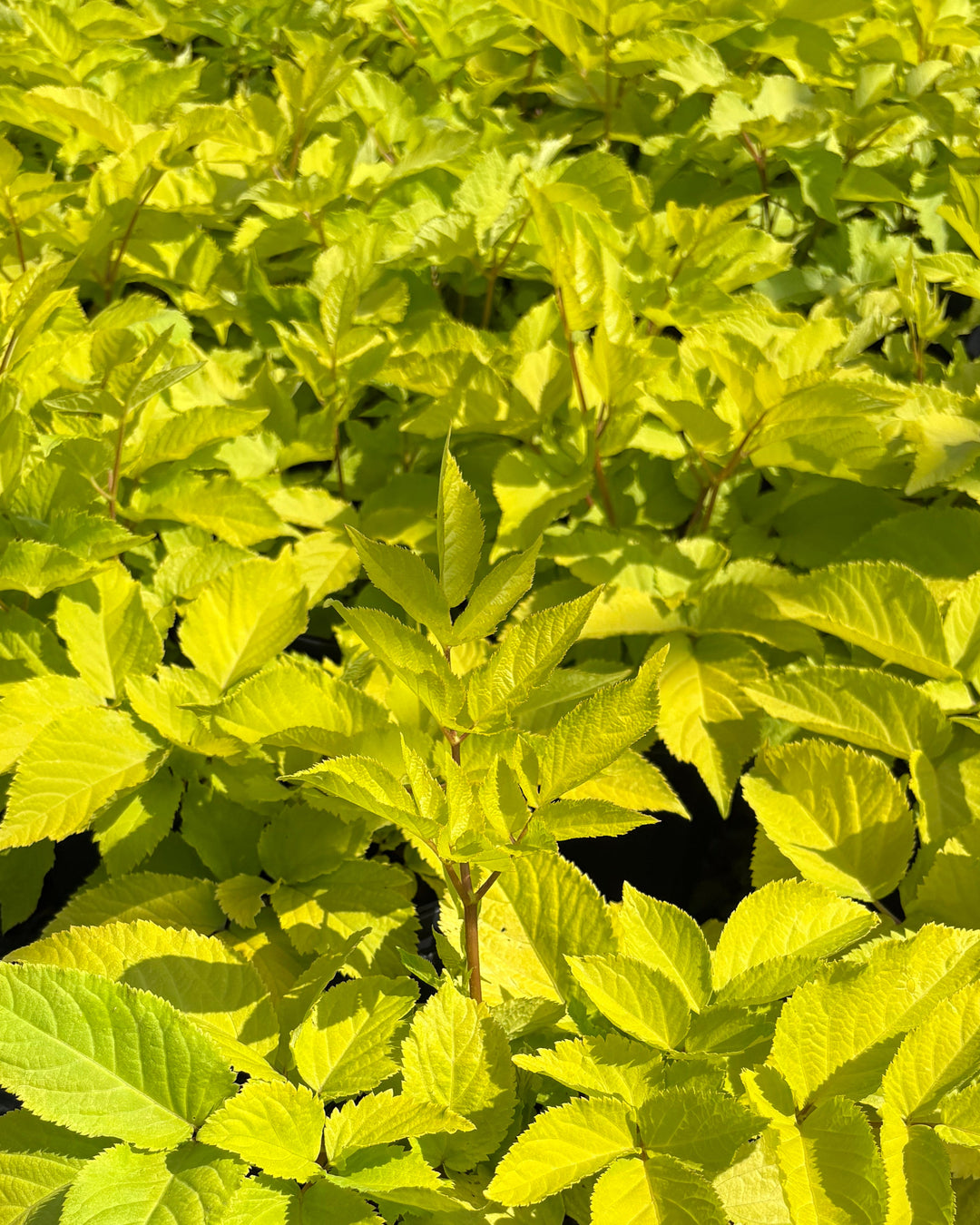 Aralia cordata 'Sun King' (Japanese Spikenard)