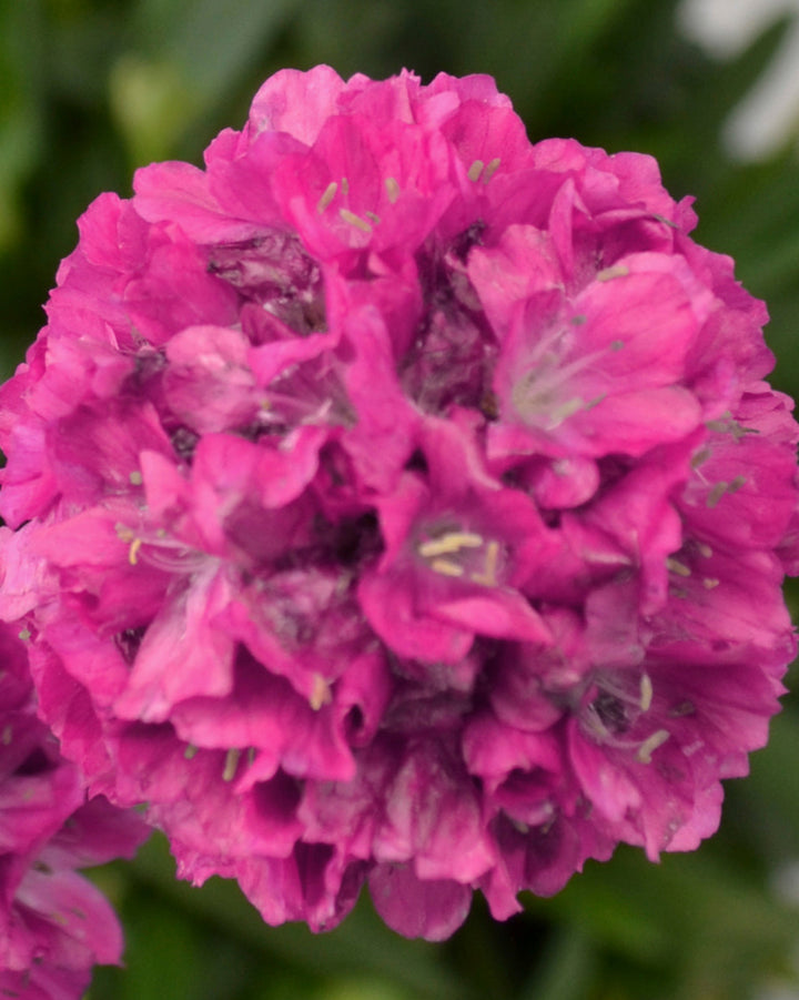 Armeria x. Dreameria® 'Dream Weaver' (Thrifts, Sea Pinks)