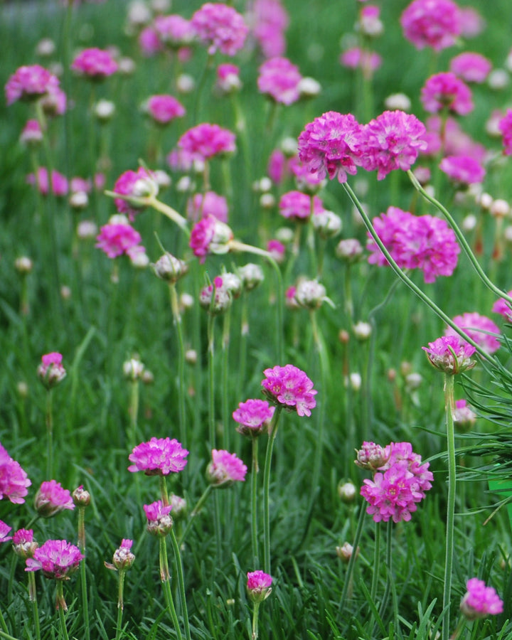 Armeria maritima 'Splendens' (Thrift)