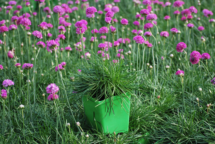 Armeria maritima 'Splendens' (Thrift)