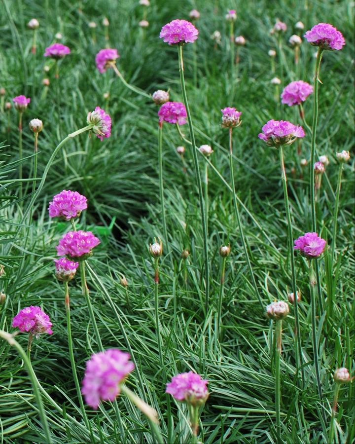 Armeria maritima 'Splendens' (Thrift)