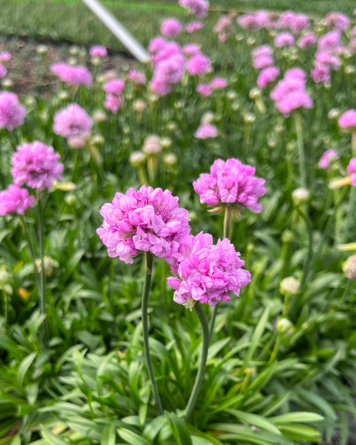 Armeria x. Dreameria® 'Sweet Dreams' (Thrifts, Sea Pinks)