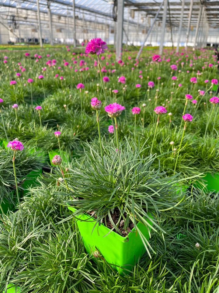 Armeria maritima 'Splendens' (Thrift)