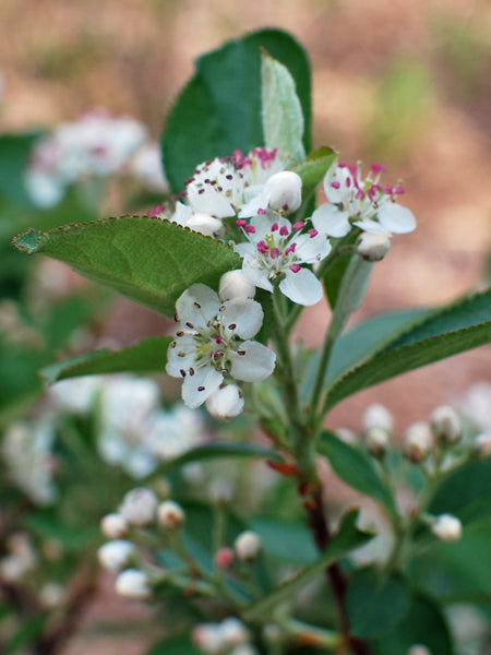 Aronia a. ‘Brilliantissima’ (Red Chokeberry)