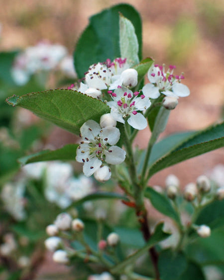 Aronia a. ‘Brilliantissima’ (Red Chokeberry)