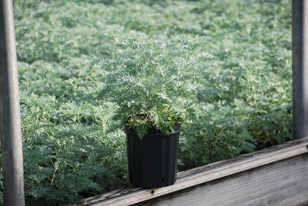 Artemisia arborescens 'Powis Castle' (Wormwood)