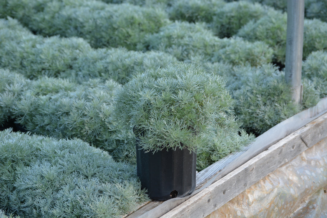 Artemisia schmidtiana 'Silver Mound'