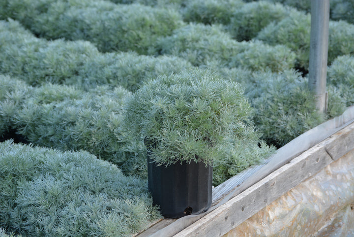 Artemisia schmidtiana 'Silver Mound'