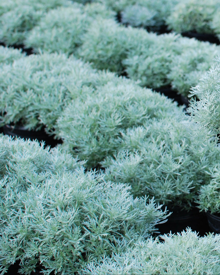 Artemisia schmidtiana 'Silver Mound'