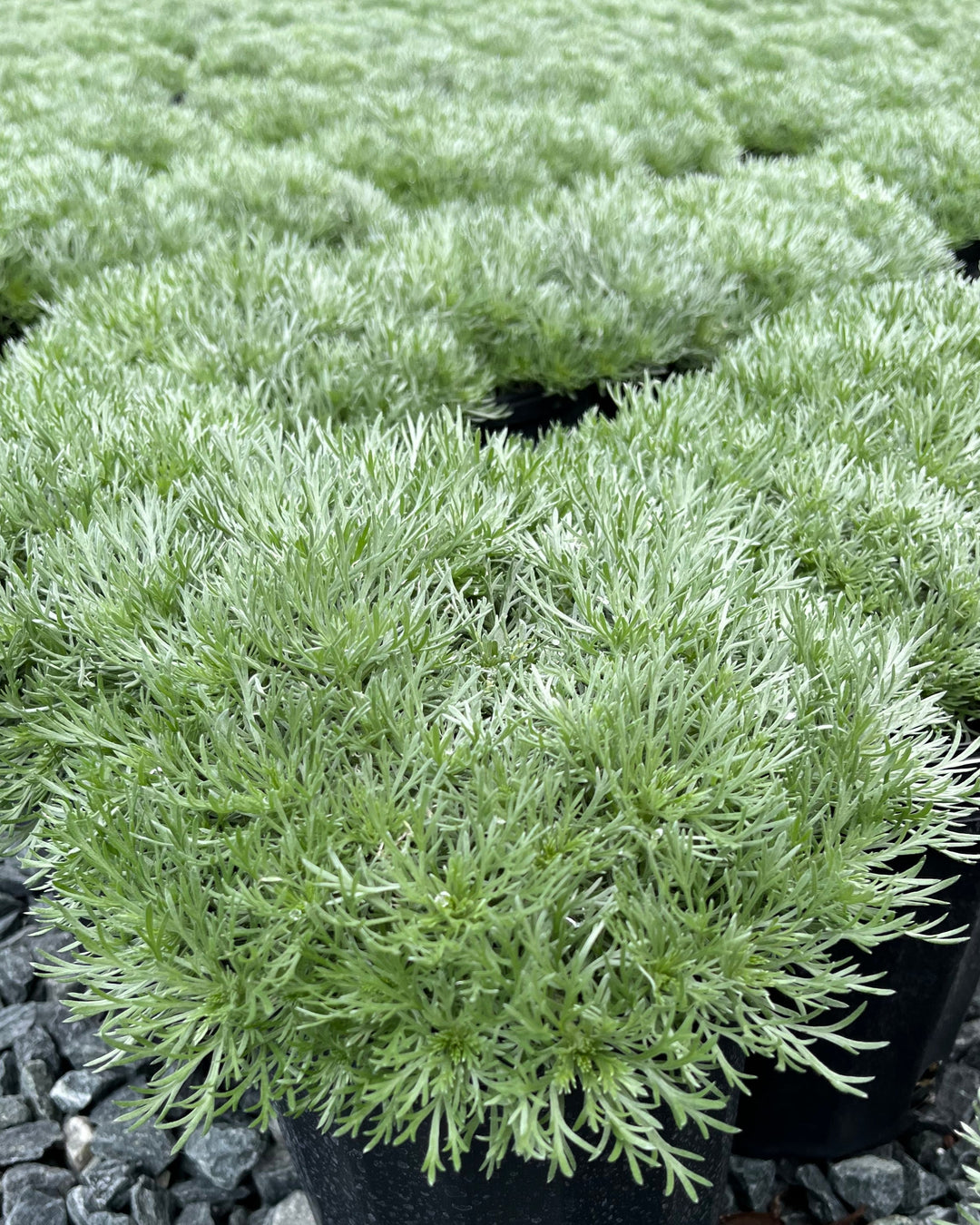 Artemisia schmidtiana 'Silver Mound'