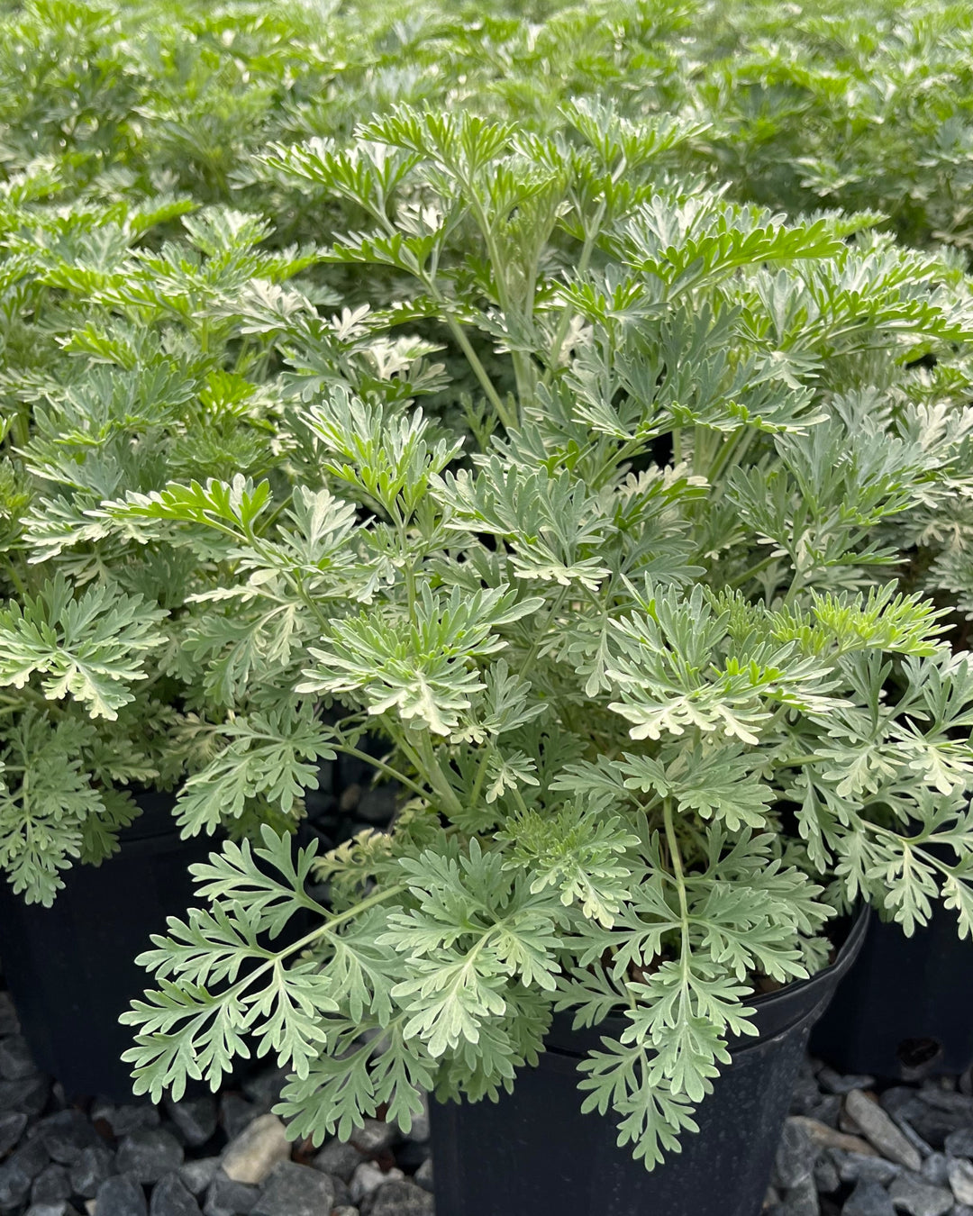 Artemisia arborescens 'Powis Castle' (Wormwood)