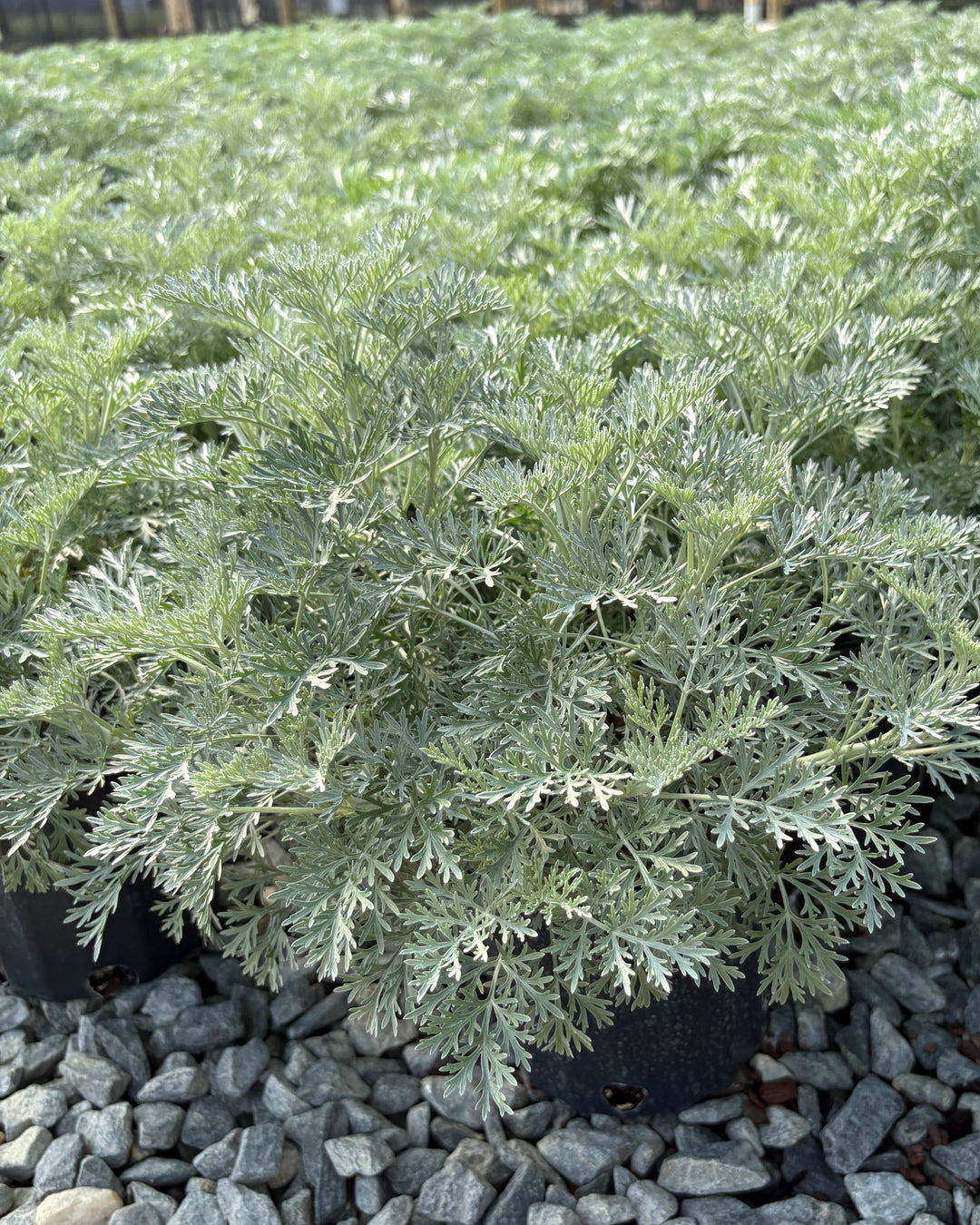 Artemisia arborescens 'Powis Castle' (Wormwood)