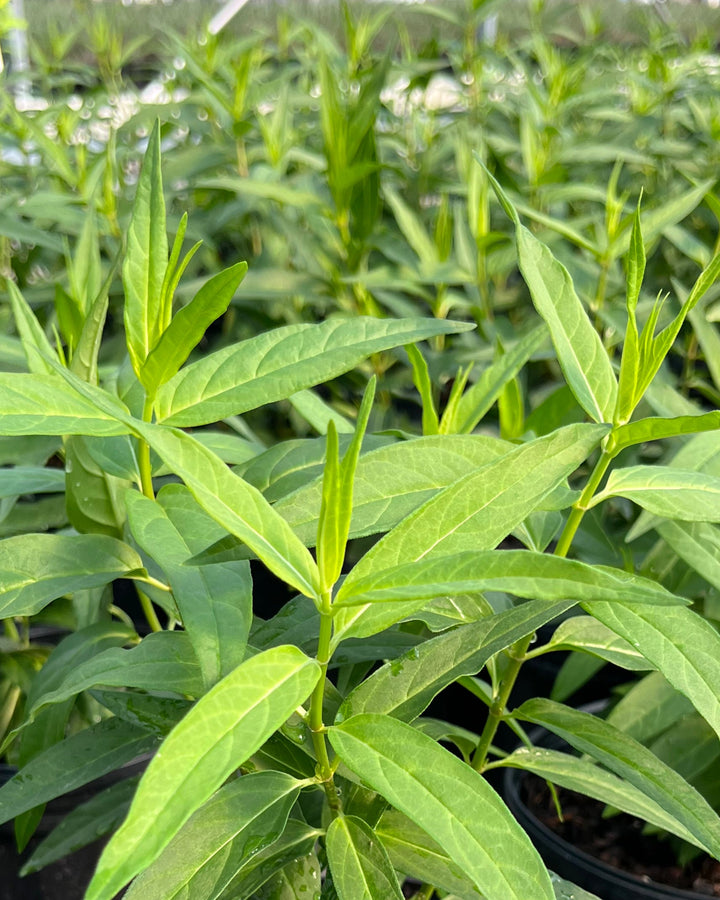 Asclepias incarnata 'Cinderella' (Swamp Milkweed)
