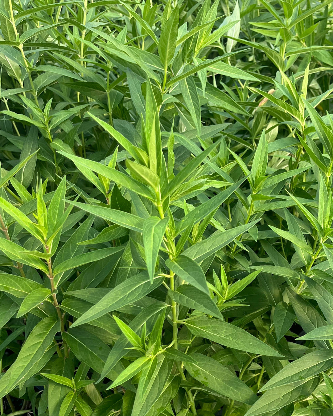 Asclepias incarnata 'Cinderella' (Swamp Milkweed)