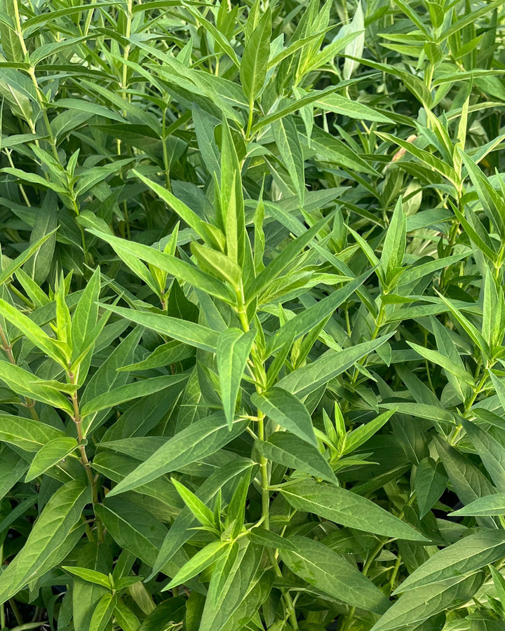 Asclepias incarnata 'Cinderella' (Swamp Milkweed)