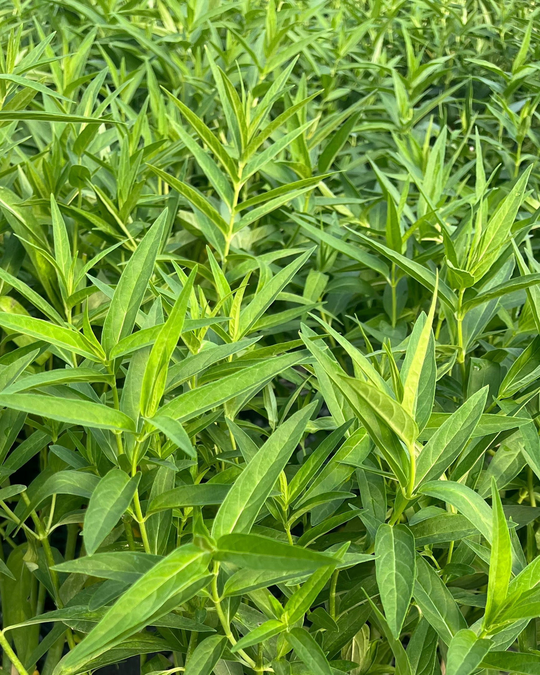 Perennial Farm Marketplace Asclepias incarnata Ice Ballet Swamp Milkweed - Thumbnail 2