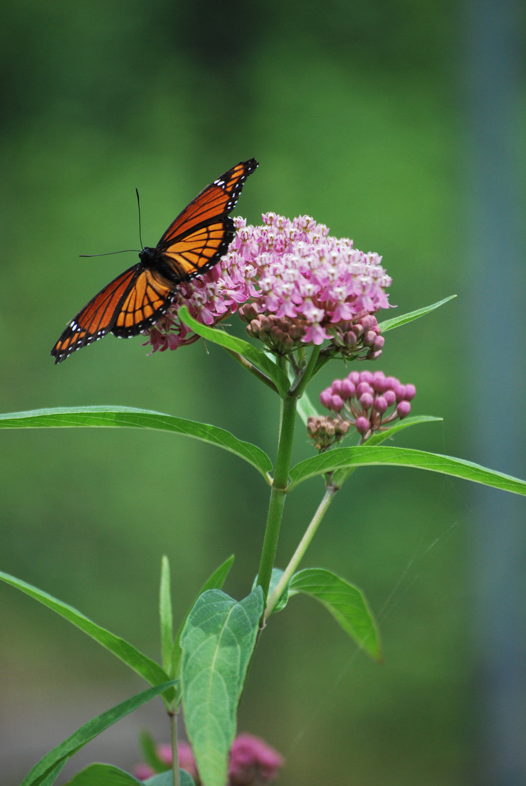 Asclepias incarnata (Swamp Milkweed)